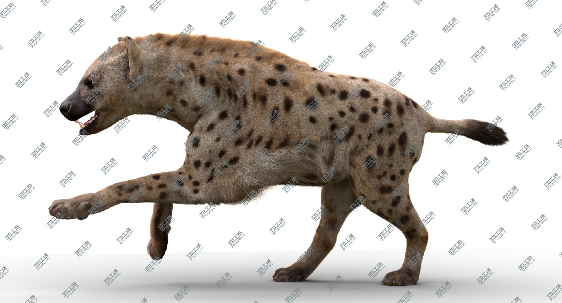 images/goods_img/2021040233/3D Hyena Animated Fur model/5.jpg